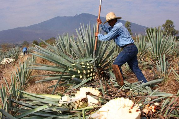 » FAB Gist: Tequila Can Aid Weight Loss! Time To Get Our ...