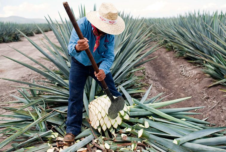 Tequila Don Julio Jimadors Harvest Agave